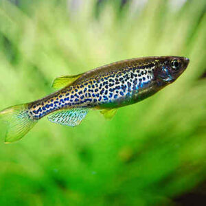 ماهی زبرا دانیو 2 تا 2.5 cm