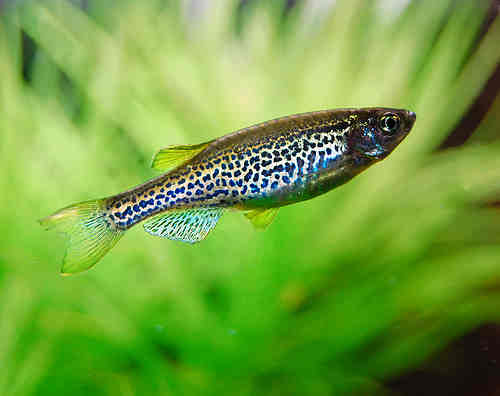 ماهی زبرا دانیو 2 تا 2.5 cm