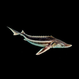 ماهی استروژن 20 تا 25 cm