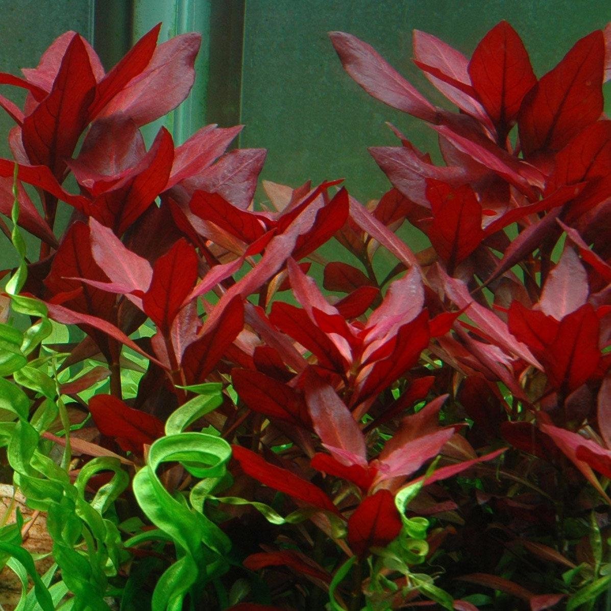 پک گیاه آکواریومی ( پک قرمز)