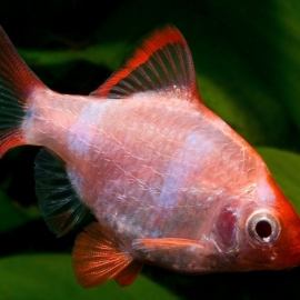 ماهی آلبینو بارب