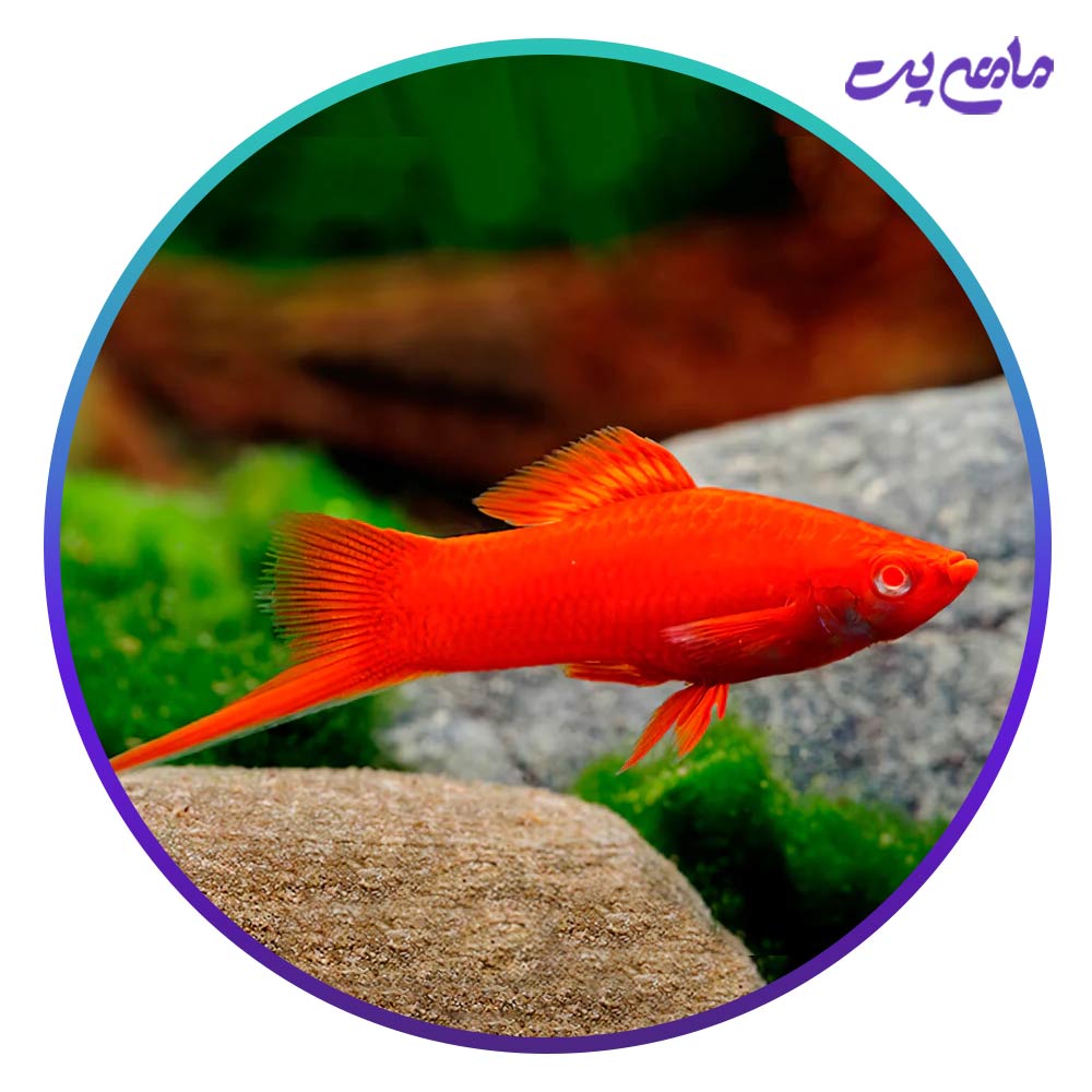 ماهی سوارتیل قرمز (دم شمشیری) 5-6 سانت