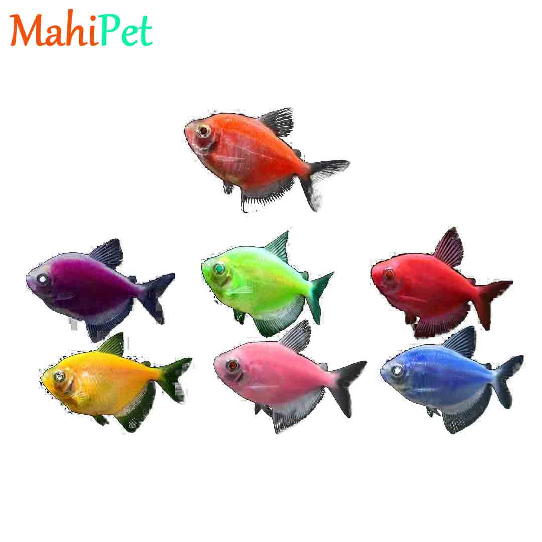 ماهی ویدو رنگی (XL)