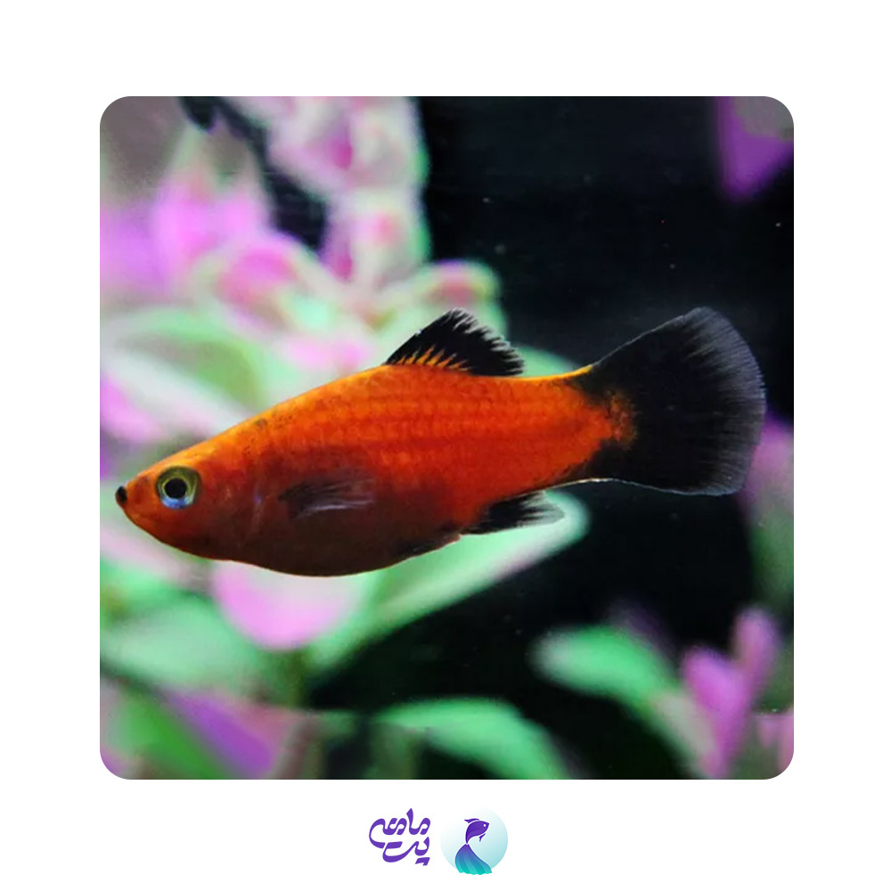 ماهی-پلاتی-قرمز-دم-مشکی