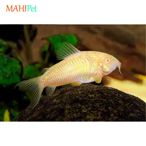 ماهی کوریدوراس آلبینو مولد 4-5 سانتی متر