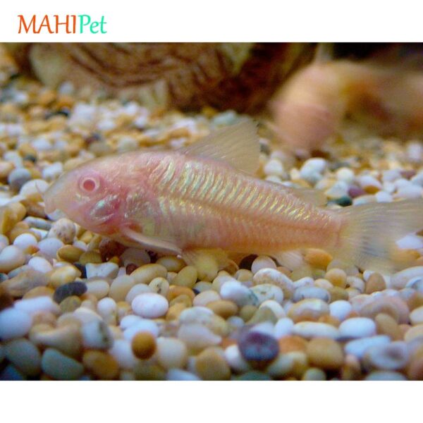 ماهی کوریدوراس آلبینو مولد 4-5 سانتی متر