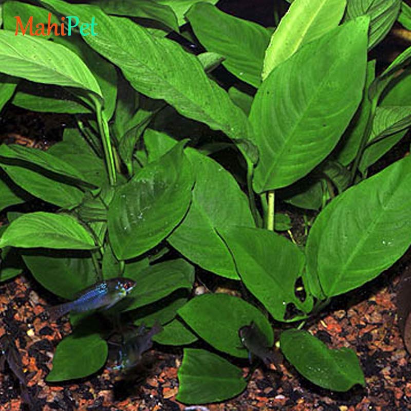 گیاه آنوبیاس هتروفیلا L255 متوسط