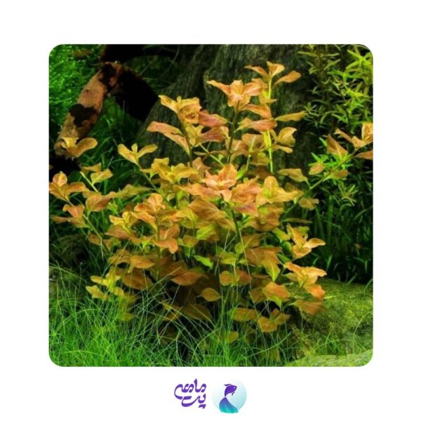 گیاه آکواریومی لودویجیا اوالیس