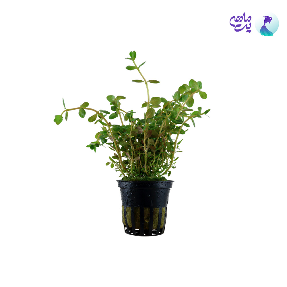 گیاه روتالا ایندیکا (گلدانی)