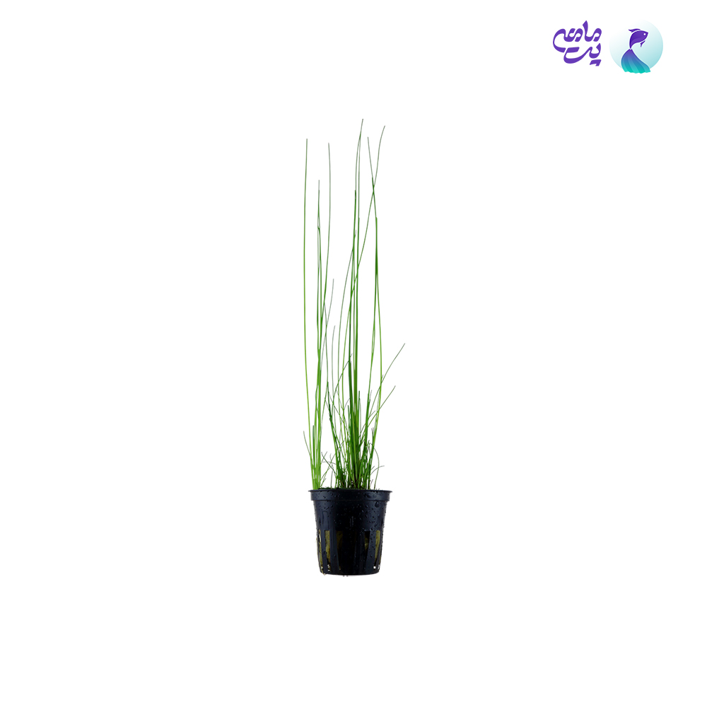 گیاه آکواریومی گندمی بلند (گلدانی، 5 ریشه)