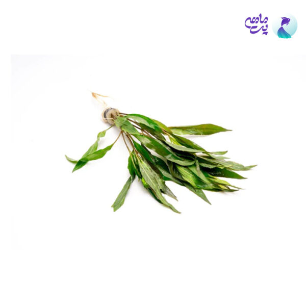 گیاه آکواریومی هگروفيلا انگوستيفوليا - بیدی قهوه‌ای (گلدانی)
