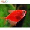 ماهی گلو وئدو قرمز مالزی 3 تا 5 سانت