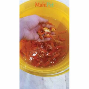 گلدفیش کله شیری مالزی-1