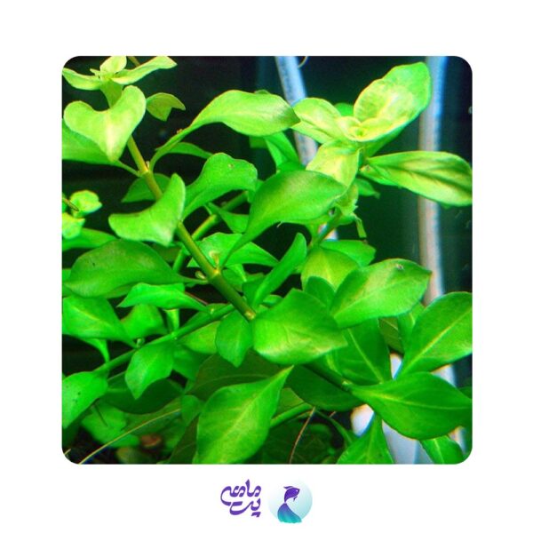گیاه آکواریومی لودویجیا پالوستریس گرین