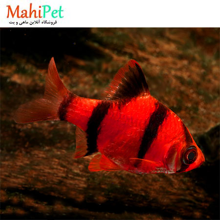 ماهی تایگر بارب قرمز 1 تا 3 سانت