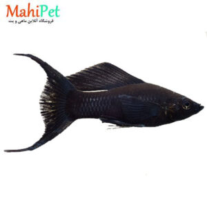 ماهی مولی بالن دم عقربی مشکی 3 تا 5 سانت (جفت)