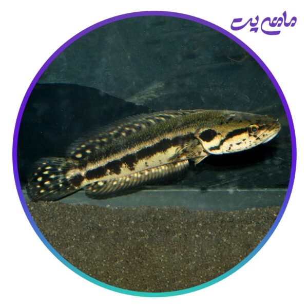 ماهی چانا لوسیوس 6 تا 8 سانتی متر