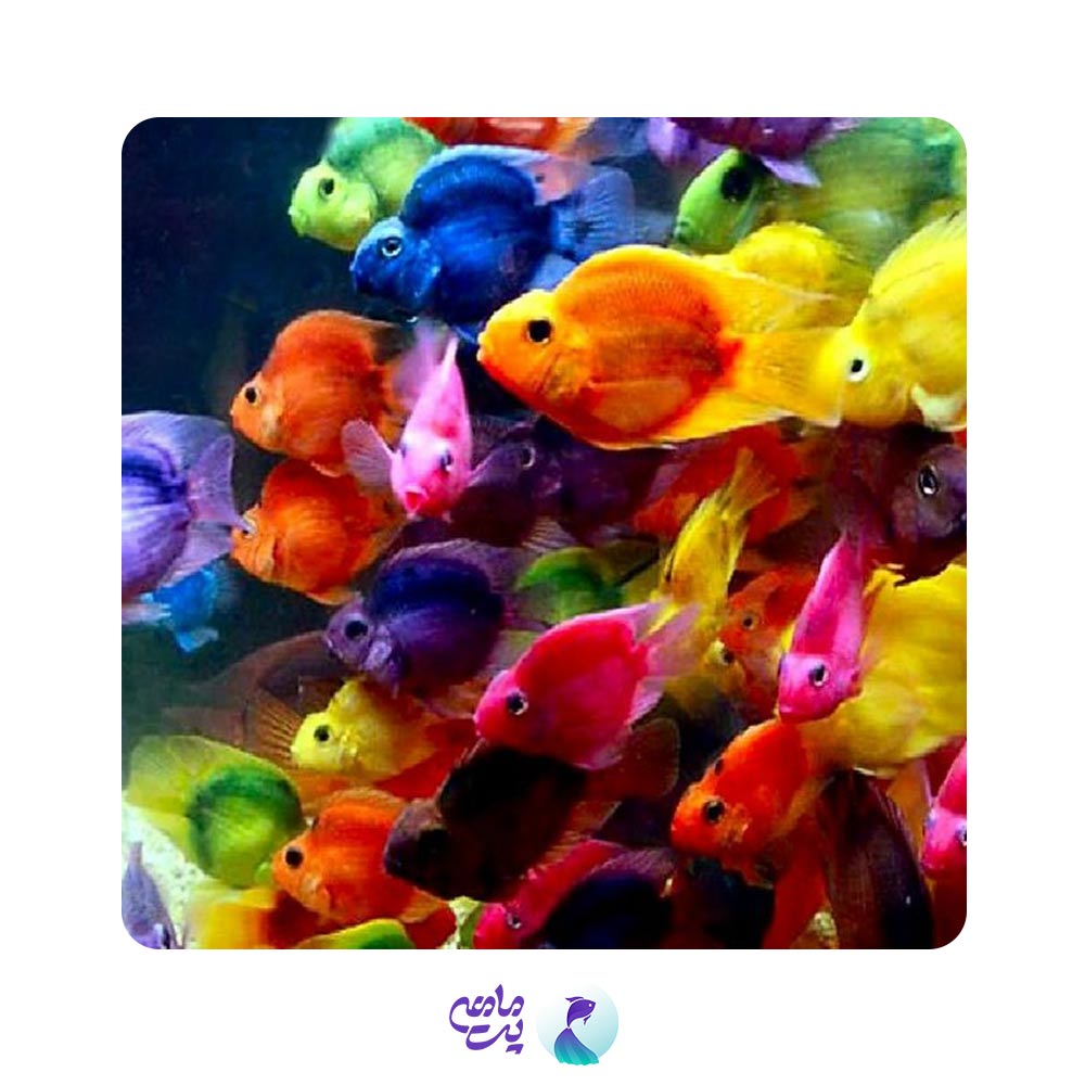 پک ماهی پرت رنگی 8 تا 9 سانتیمتر ( 3 عددی)