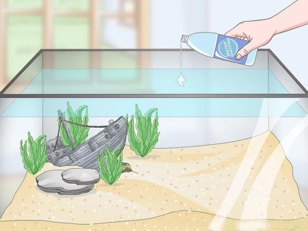 چگونه یک آکواریوم آب شیرین راه اندازی کنیم؟