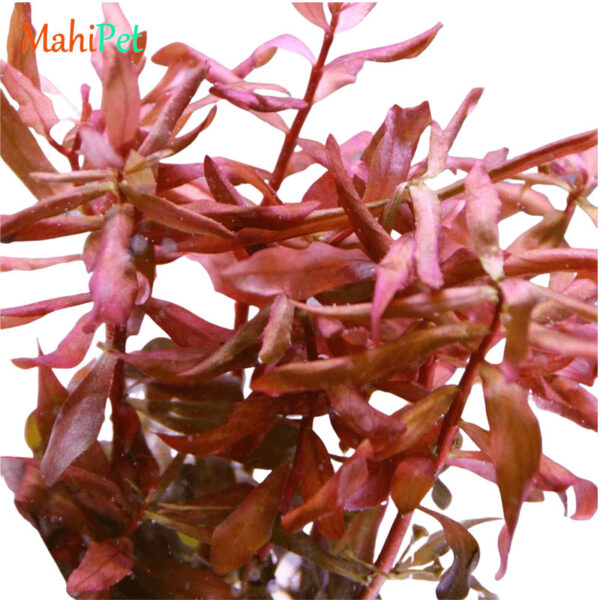 گیاه آکواریومی آمانیا گراسیلیس (گلدانی)