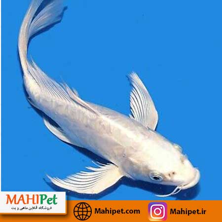 ماهی کوی باله بلند سفید 15 تا 20 سانت