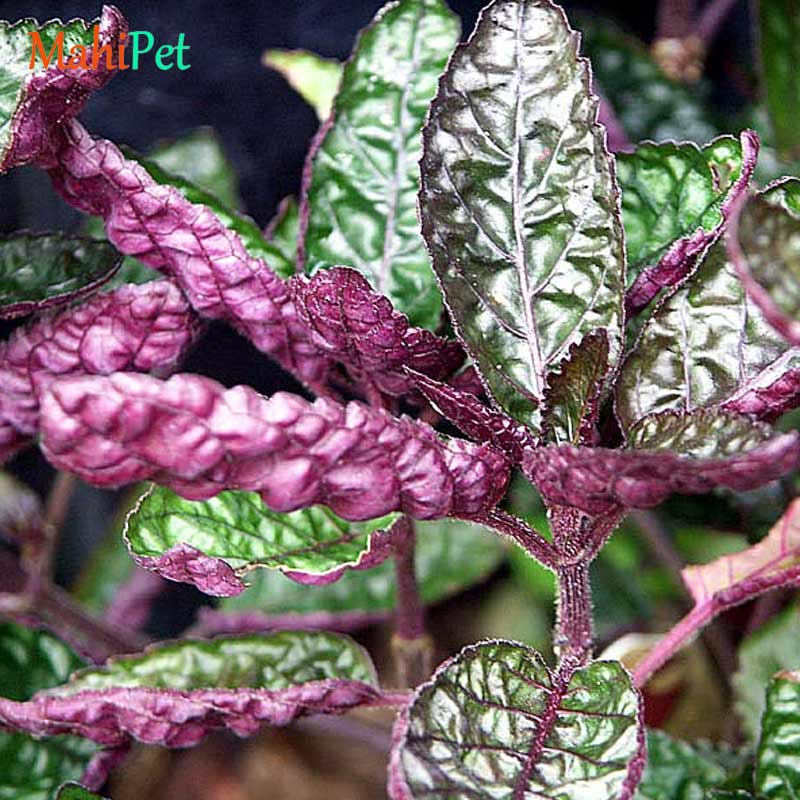 گیاه آکواریومی همگرافیس اگزوتیکا 8-10 سانت