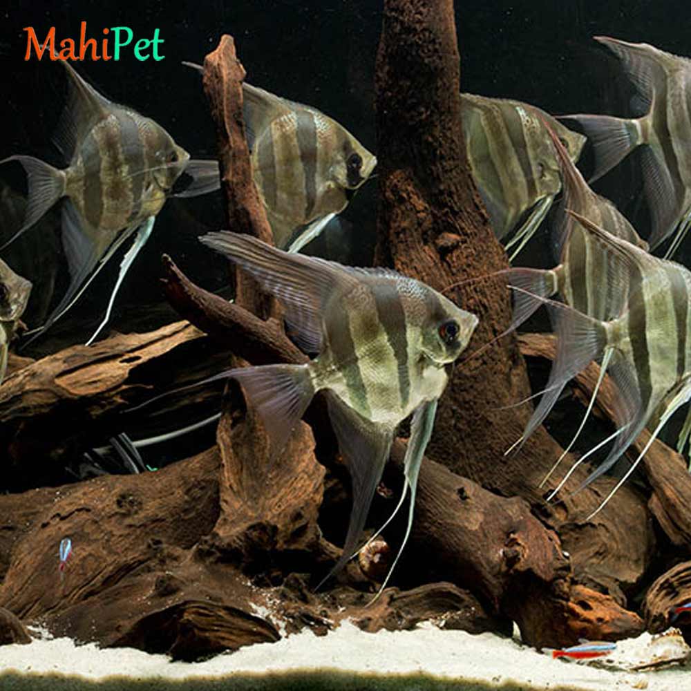 ماهی آنجل آلتوم ایرانی سایز 6 تا 7 سانتی متر