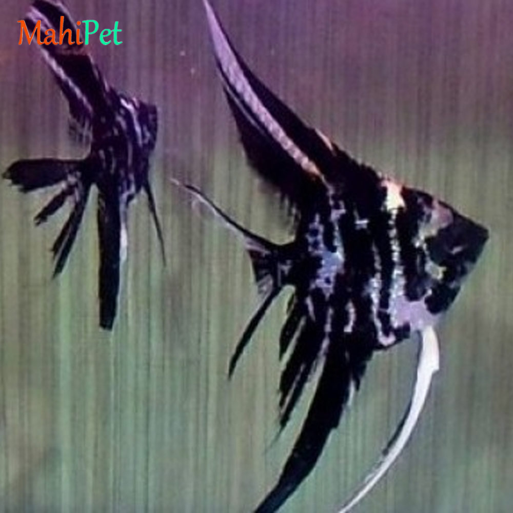 ماهی آنجل کوی ماربل سایز 7 تا 8 سانتی متر