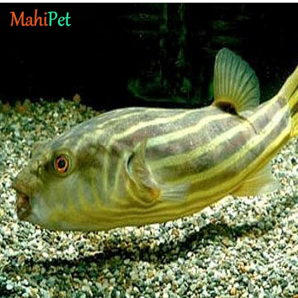 ماهی پوفر فاهاکا 3 تا 4 سانتی متر