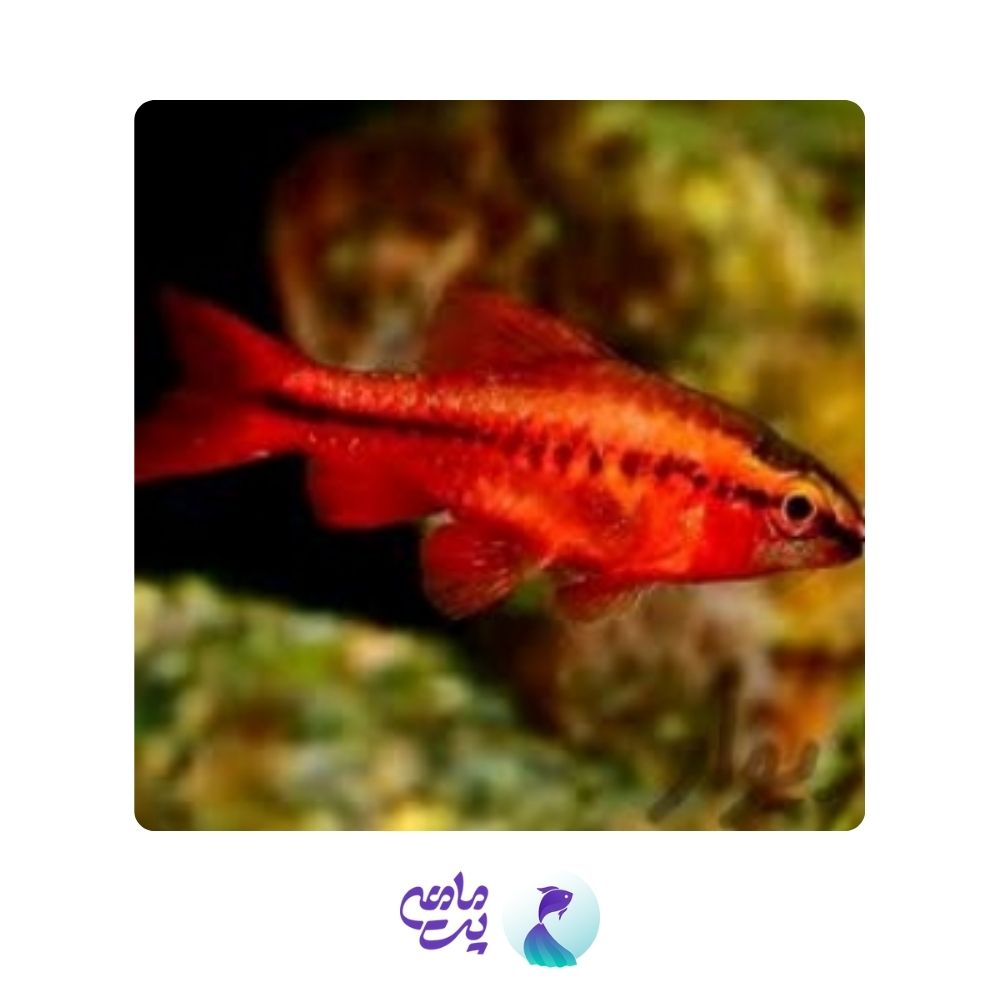 ماهی چری بارب 1 تا 2 سانتی متر