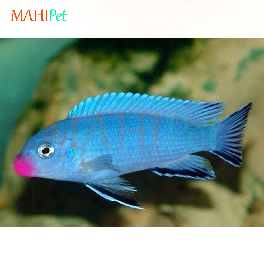ماهی ماکرو لب ماتیکی آبی 5 تا 6 سانتی متر