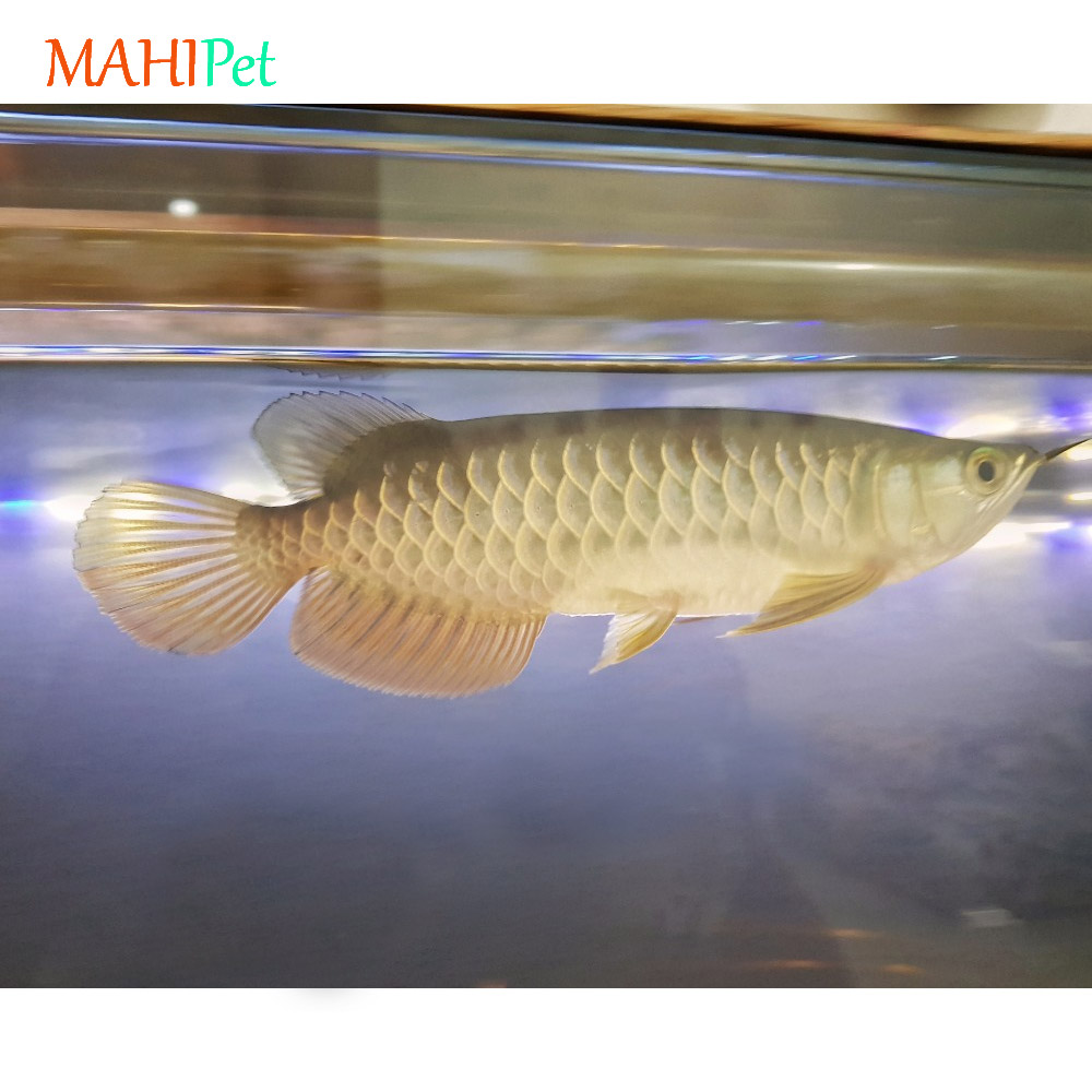 ماهی آروانا گرین 20 تا 25 سانتی متر