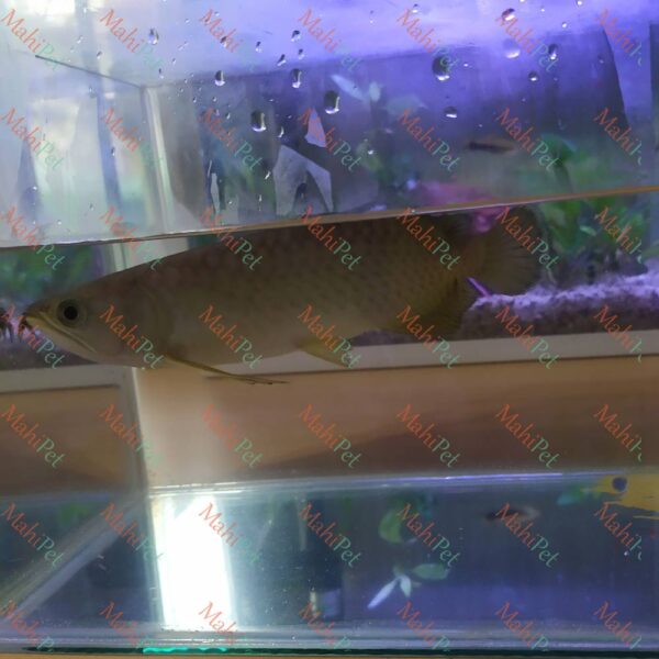 ماهی آروانا گرین 20 تا 25 سانتی متر