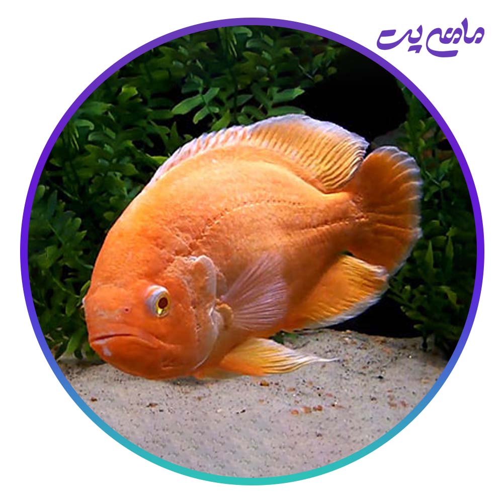 ماهی اسکار پرتقالی 5 تا 7 سانتی متر
