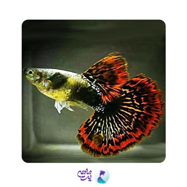 ماهی گوپی دراگون (جفت)