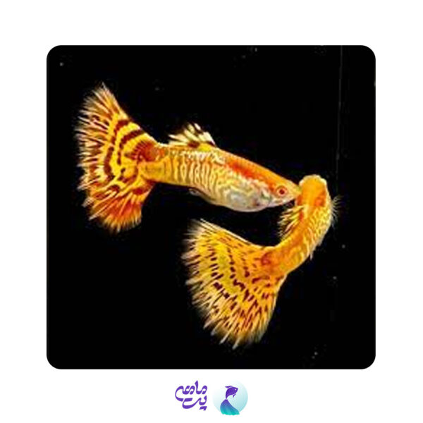 ماهی گوپی یلو تایگر آلبینو (جفت)