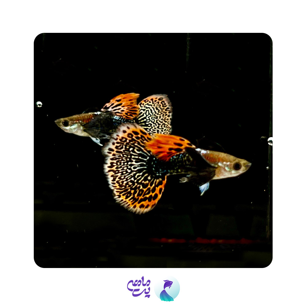 ماهی گوپی بیگ ایر دراگون (جفت)