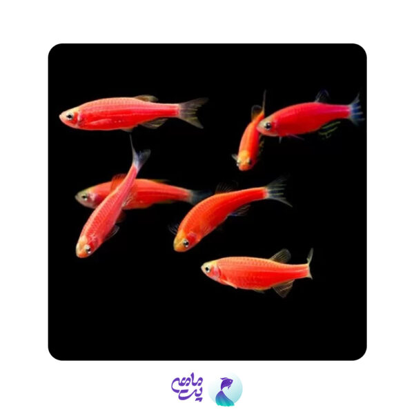 ماهی زبرا قرمز 2 تا 3 سانتی متر