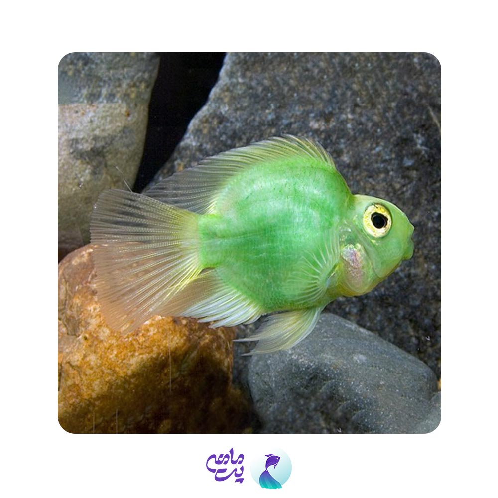 ماهی پرت رنگی سبز 8 تا 10 سانتی متر