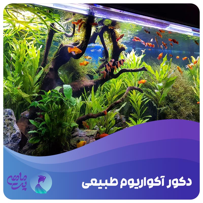 دکور آکواریوم طبیعی یا پلنت