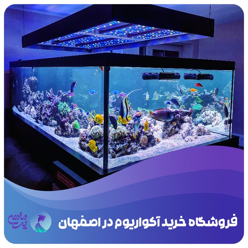 فروشگاه اینترنتی خرید آکواریوم در اصفهان