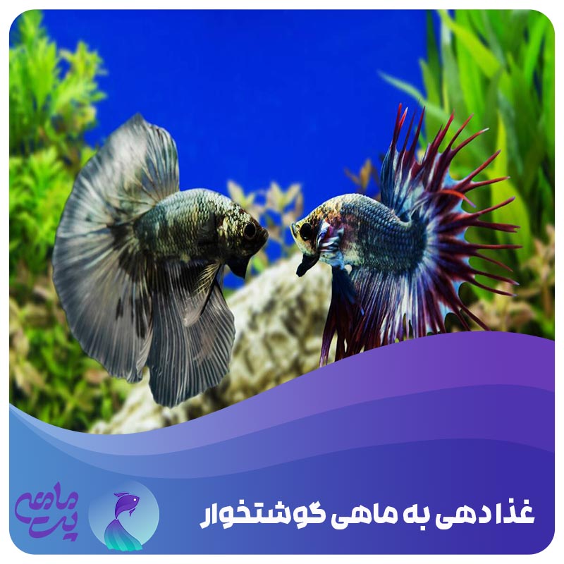 غذادهی به ماهیان گوشتخوار