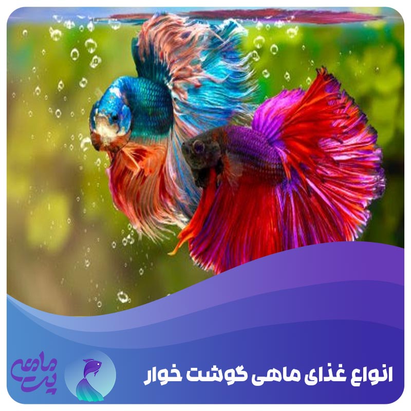 انواع غذای ماهی گوشتخوار