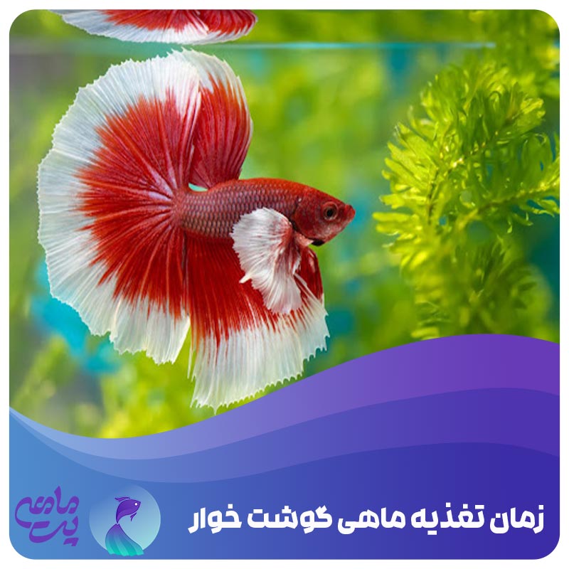 زمان تغذیه ماهی گوشتخوار