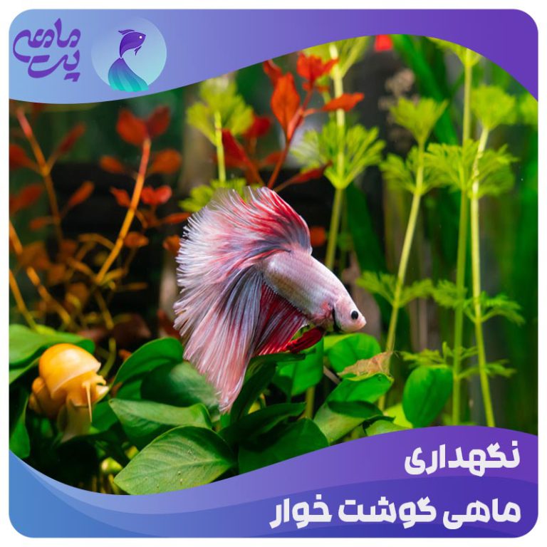 نگهداری ماهی گوشت خوار