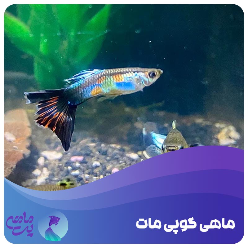 ماهی گوپی مات