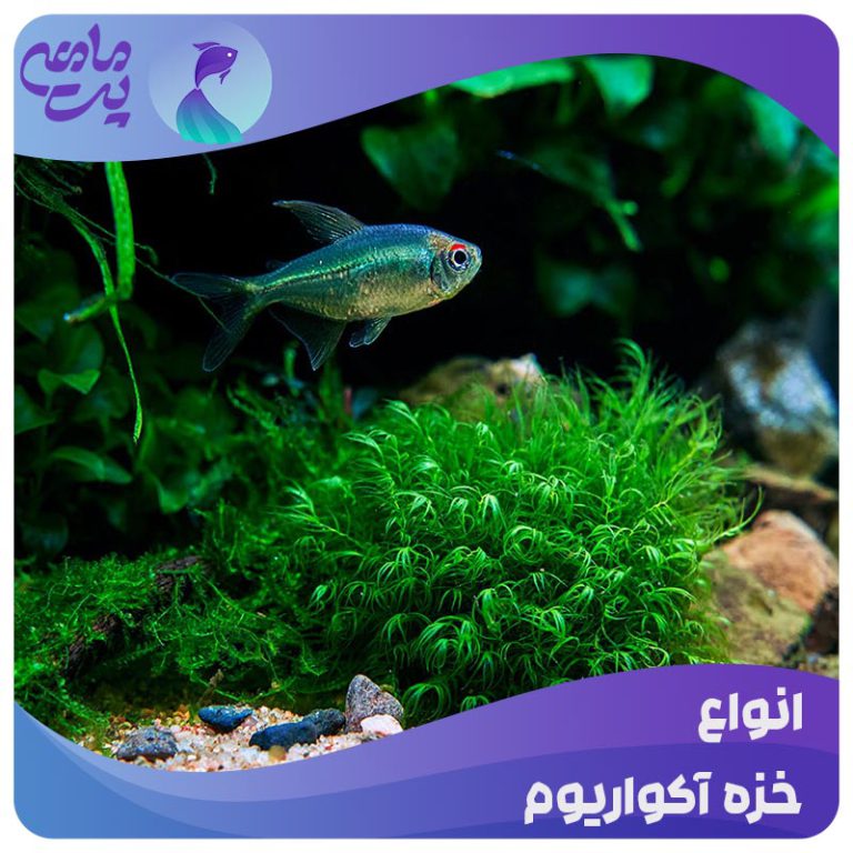 انواع خزه آکواریوم