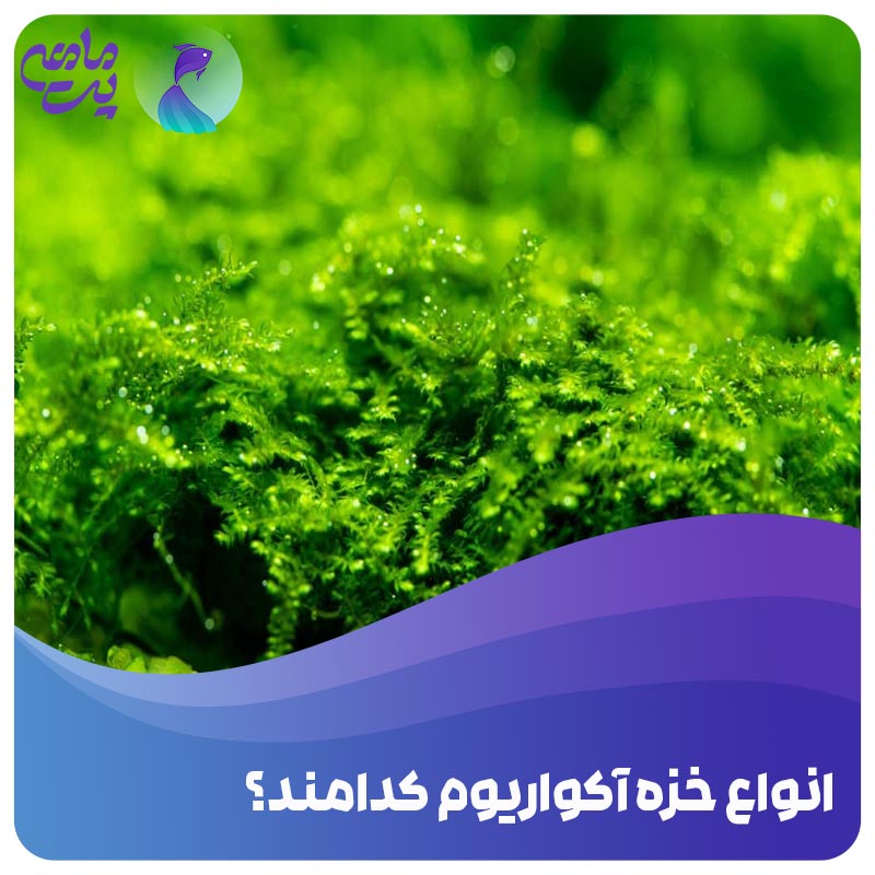 انواع خزه آکواریومی