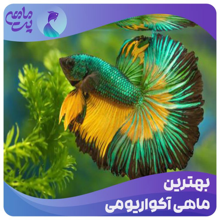 بهترین ماهی آکواریومی