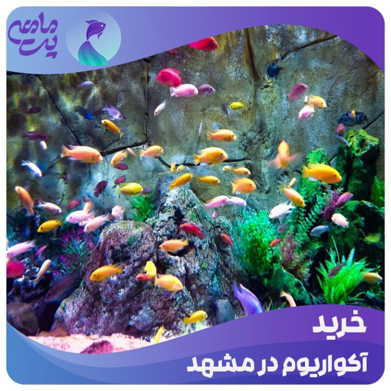 خرید آکواریوم مشهد